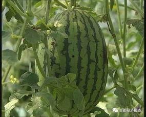 网红爆料吃瓜平台,吃瓜平台背后的真相大曝光! 第3张 网红爆料吃瓜平台,吃瓜平台背后的真相大曝光! 第3张